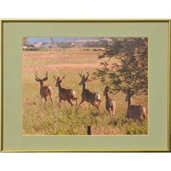Framed and matted photograph of deer running  single file across a field by a housing  development o