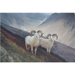 Color print entitled “Old Timers” showing two  white curled horn rams in a mountain  setting, approx