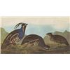 Image 1 : John James Audubon Circa 1946 MOUNTAIN QUAIL MATTED PR
