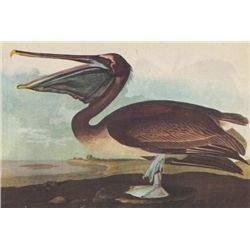 John James Audubon Circa 1946 BROWN PELICAN MATTED PRI
