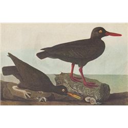 John James Audubon Circa 1946 OYSTER-CATCHERS MATTED P