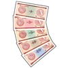 Cuba Series A 1-20 Pesos Foreign Exchange Certificate Set of 5