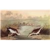 Image 1 : AUDUBON "SPOTTED SANDPIPER" - 1937 LITHOGRAPH