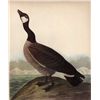 Image 1 : AUDUBON "HUTCHIN'S GOOSE" - 1937 LITHOGRAPH