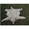 Image 1 : INDIAN WOLF SKIN CEREMONIAL HEADDRESS 1 JOHN BUECHLER F/X SHOP LIQUIDATION