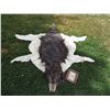 Image 1 : INDIAN WOLF SKIN CEREMONIAL HEADDRESS 2 JOHN BUECHLER F/X SHOP LIQUIDATION