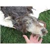 Image 2 : INDIAN WOLF SKIN CEREMONIAL HEADDRESS 2 JOHN BUECHLER F/X SHOP LIQUIDATION
