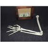 Image 1 : COMPLETE HUMAN RIGHT ARM SKELETON WIRED TOGETHER NO RESERVE