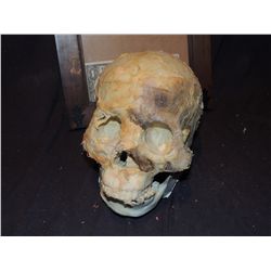 MUMMY MUMMIFIED HUMAN SKULL 4