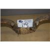 Image 1 : MOOSE AND DEER ANTLERS