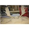 Image 2 : MOOSE AND DEER ANTLERS