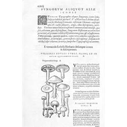 Botanique CLUSIUS, Carolus (Charles de L'ESCLUSE).- Rariorum plantarum historia. Quae accesserint, p