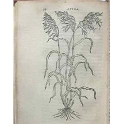 Botanique DODOENS, Rembert.- Frumentorum, leguminum, palustrium et aquatilium herbarum, ac eorum, qu