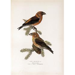 Histoire naturelle, Ornithologie WRIGHT, Magnus, Wilhelm & Ferdinand.- Svenska Faglar efter naturen