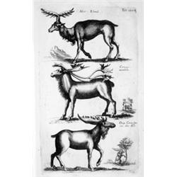 Histoire naturelle JONSTON, John.- Theatrum universale omnium animalium quadrupedum [...] tabulis oc