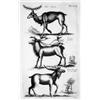 Image 1 : Histoire naturelle JONSTON, John.- Theatrum universale omnium animalium quadrupedum [...] tabulis oc