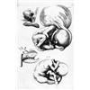 Image 1 : FABRICI d'AQUAPENDENTE, Girolamo.- Opera anatomica. De formato foetu,- De formatione ovi & pulli,- D