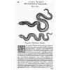 Image 1 : GRÉVIN, Jacques.- De venenis Libri duo. Gallice primum ab eo scripti, et à multis hactenus Latini de