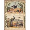 Image 1 : From a collection of rare prints