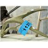 Image 1 : Set of deer antlers