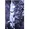 Image 1 : 1971 BLACK AND WHITE ROCKET PHOTO