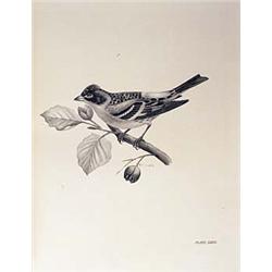Stoneham, Charles, and Lilian M. Medland (illustrator), The Birds of the British Islands, London, E.
