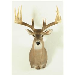 16 Point Whitetail Deer Mount