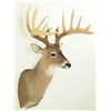 Image 3 : 16 Point Whitetail Deer Mount