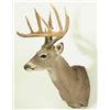 Image 2 : 10 Point Whitetail Deer Shoulder Mount