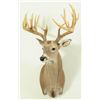 Image 1 : 22 Point Whitetail Deer Trophy Mount