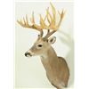 Image 2 : 22 Point Whitetail Deer Trophy Mount