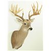 Image 3 : 22 Point Whitetail Deer Trophy Mount