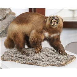 Wolverine Full Mount