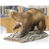 Image 3 : Wolverine Full Mount