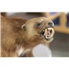 Image 4 : Wolverine Full Mount