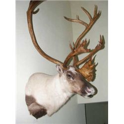 Caribou Shoulder Mount