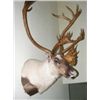 Image 1 : Caribou Shoulder Mount