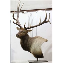 Boone & Crocket Elk Table Mount