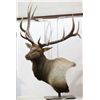 Image 1 : Boone & Crocket Elk Table Mount