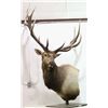 Image 2 : Boone & Crocket Elk Table Mount