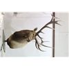 Image 3 : Boone & Crocket Elk Table Mount