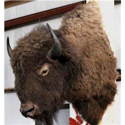 Buffalo Great American Bison Mount