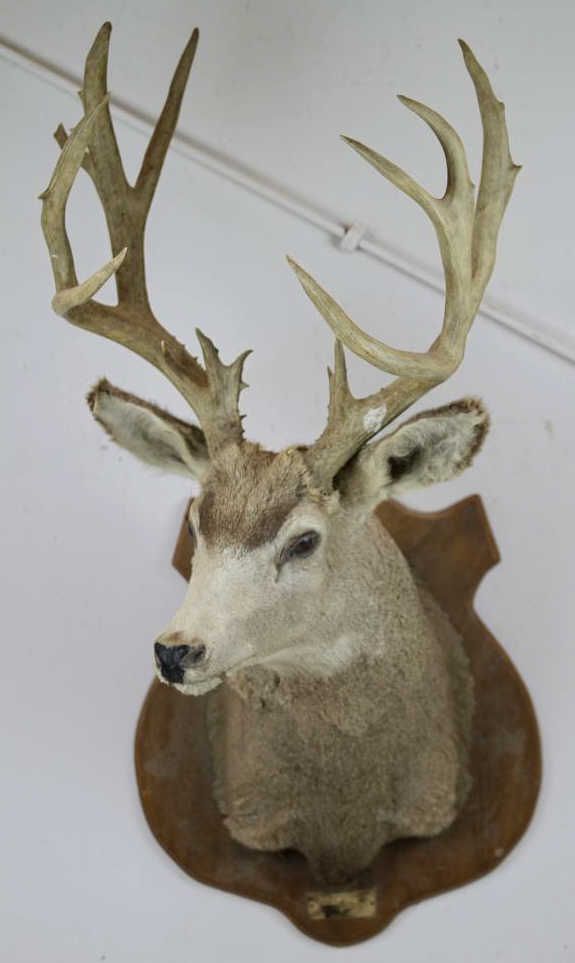 Whitetail Deer Trophy Mount