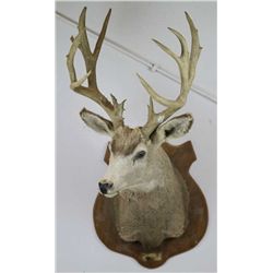 Whitetail Deer Trophy Mount
