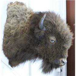 Buffalo Great American Bison Mount