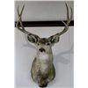 Image 1 : Trophy Mule Deer Mount