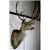 Image 2 : Trophy Mule Deer Mount
