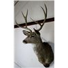 Image 3 : Trophy Mule Deer Mount