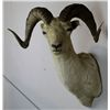 Image 1 : Alaskan Dahl Bighorn Sheep