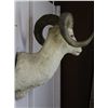 Image 2 : Alaskan Dahl Bighorn Sheep